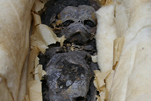 fetus mummy